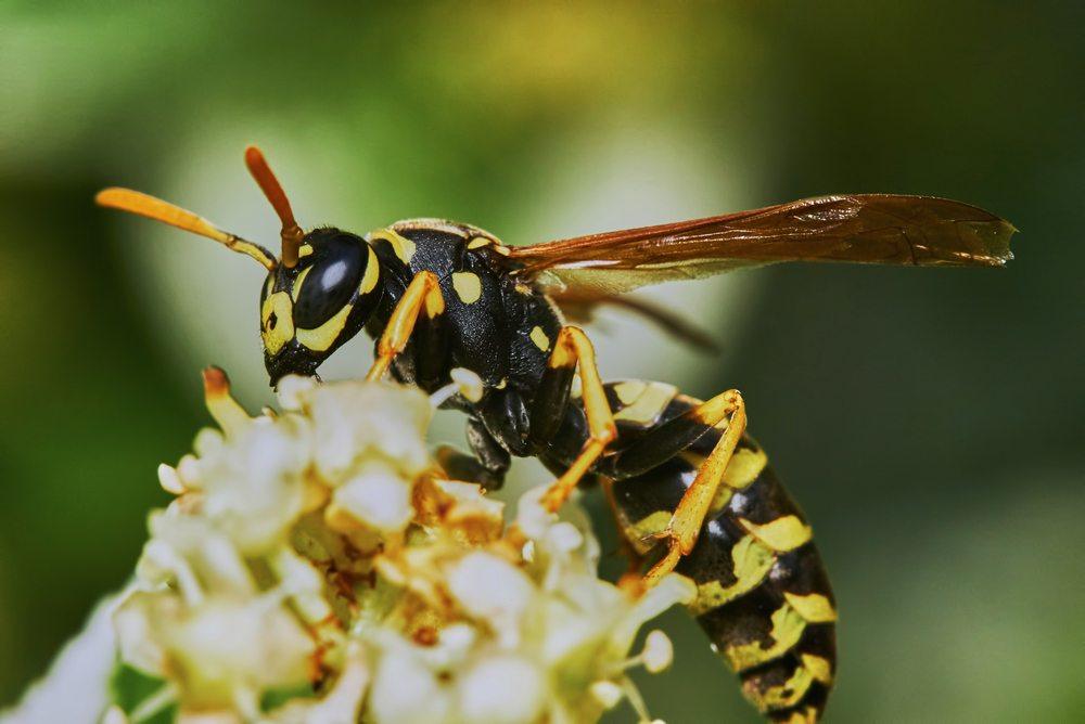 wasp