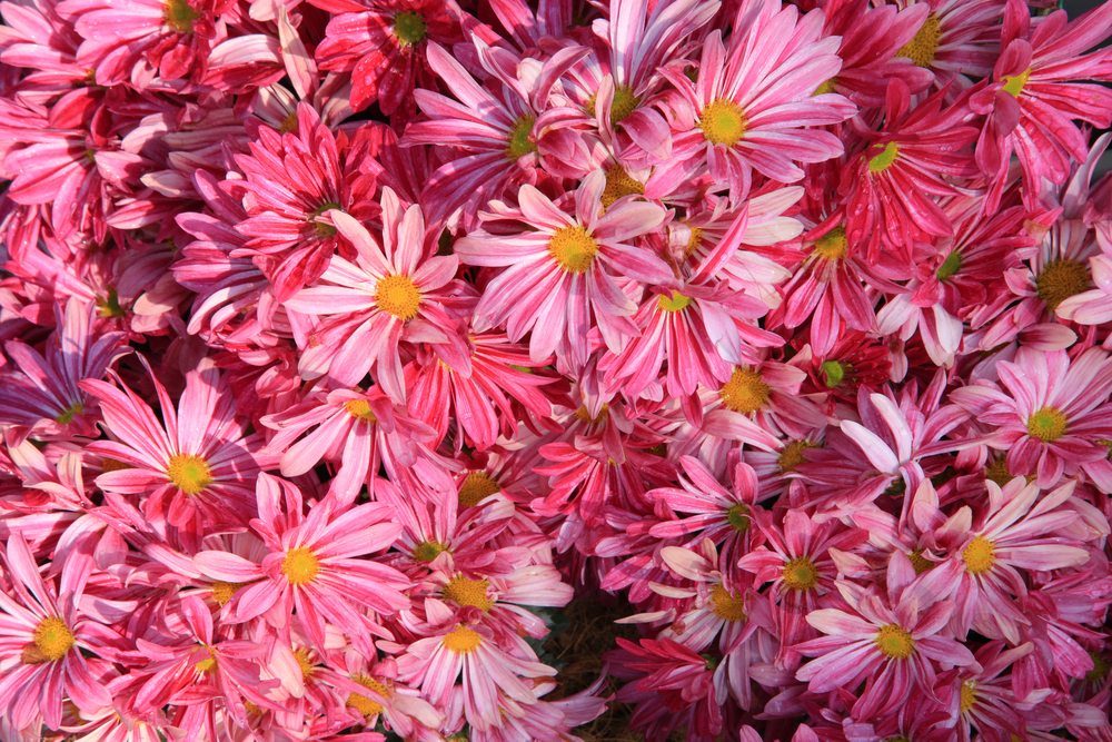 chrysanthemum