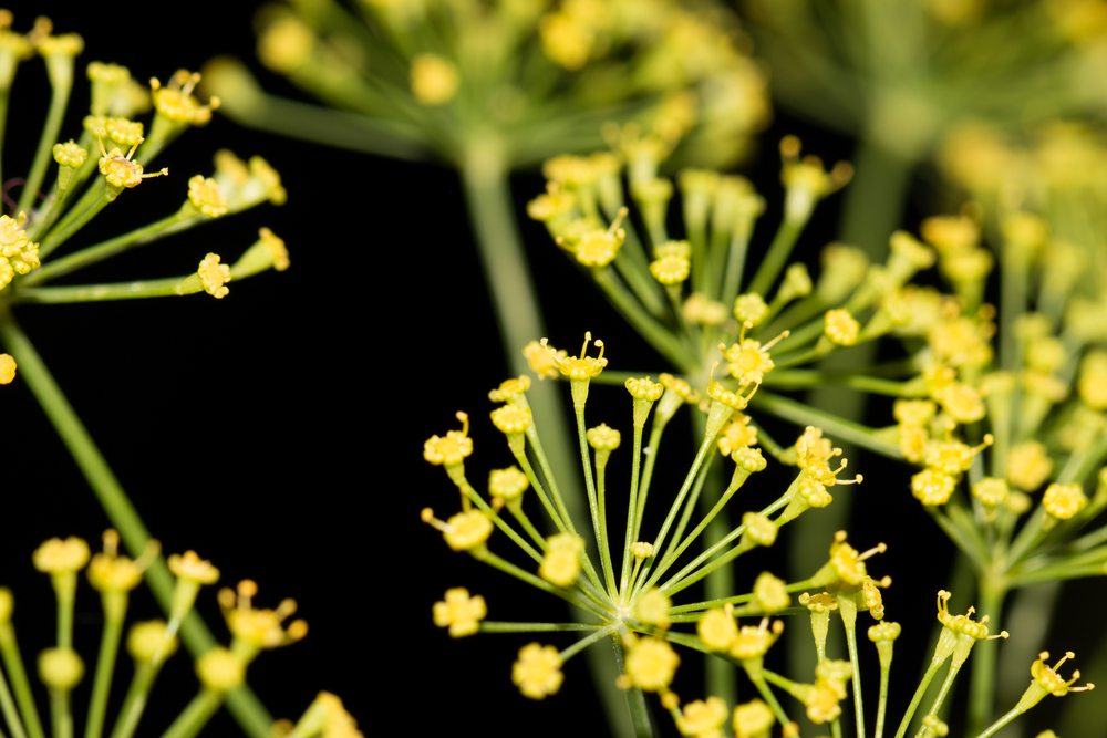 dill flower