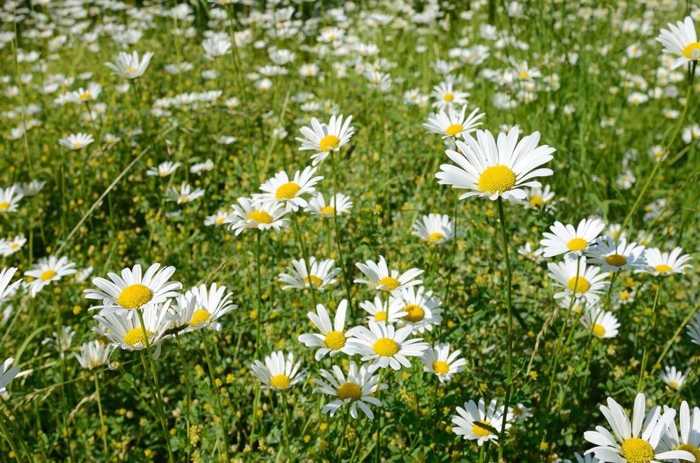 chamomile flower