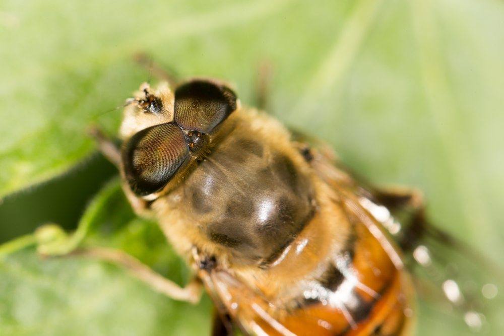 bee