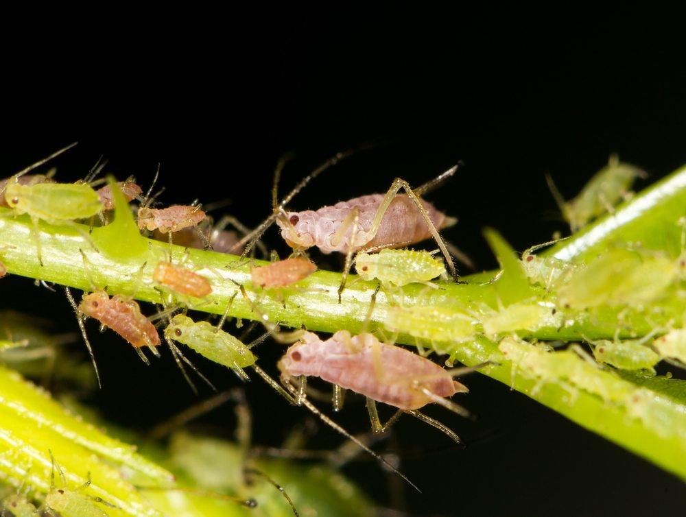 aphids