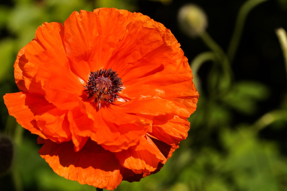 Bright orange poppies