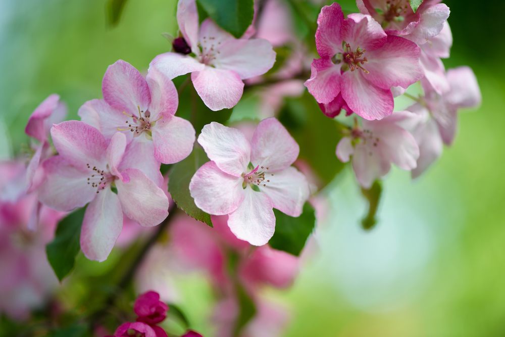 apple blossom