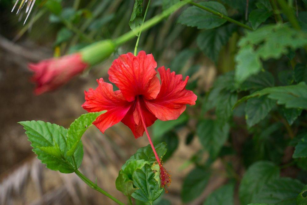 hibiscus