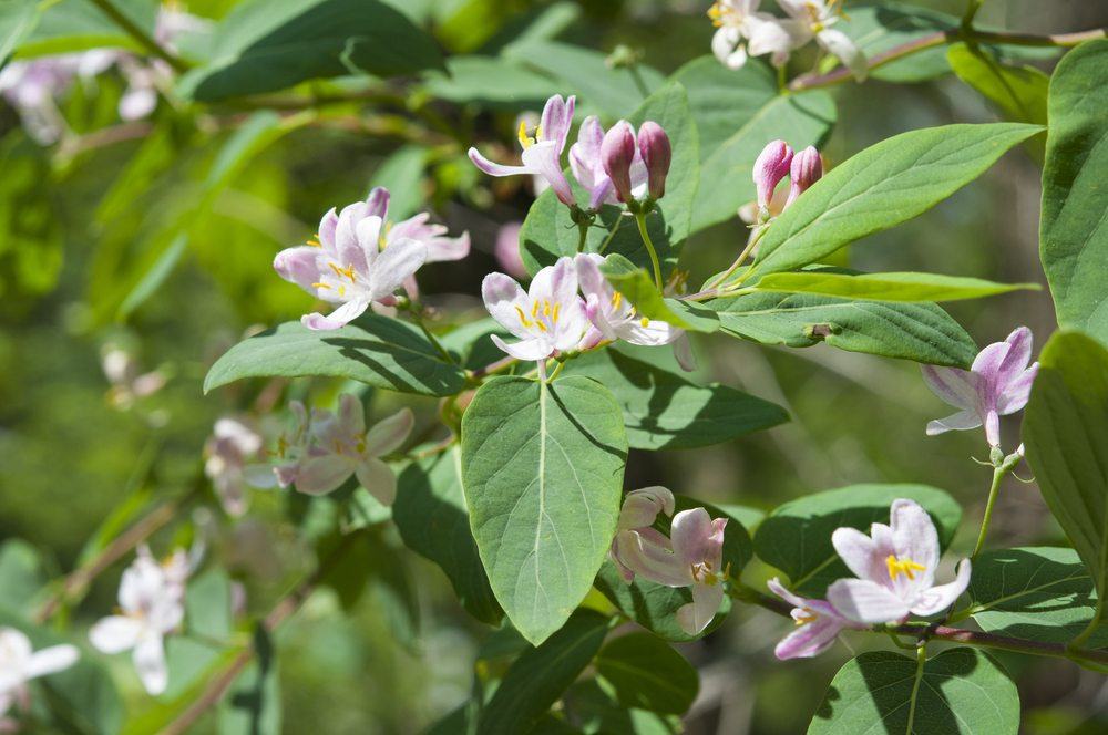 honeysuckle