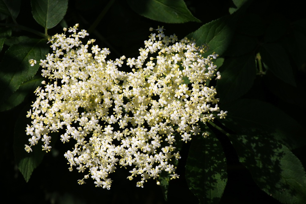 elderberry flower