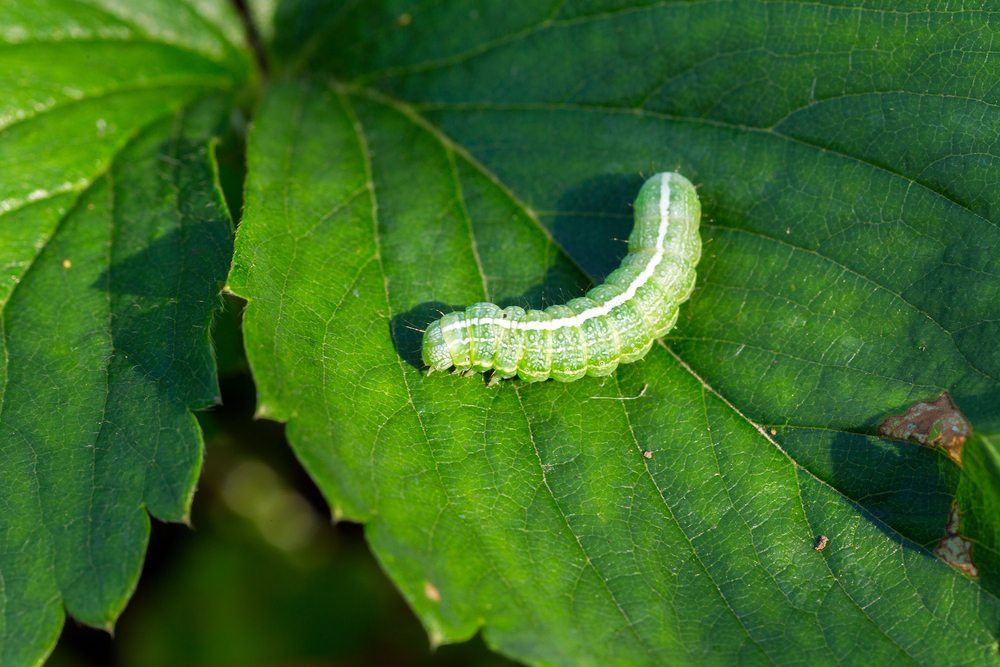 caterpillar moth