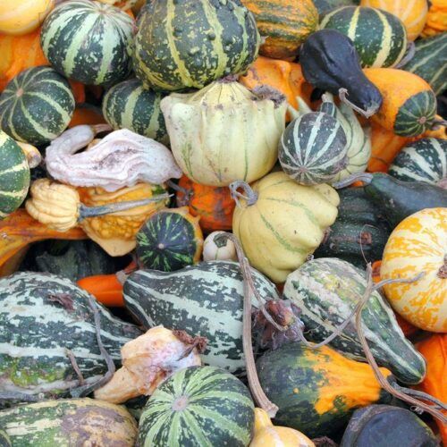 Is Squash Good For You? Food For Net