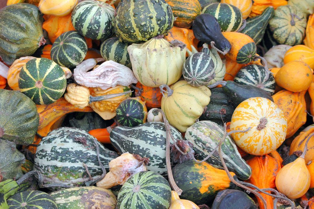 squash varieties