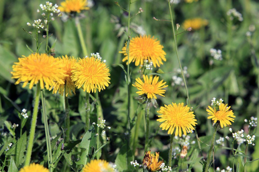 dandelion