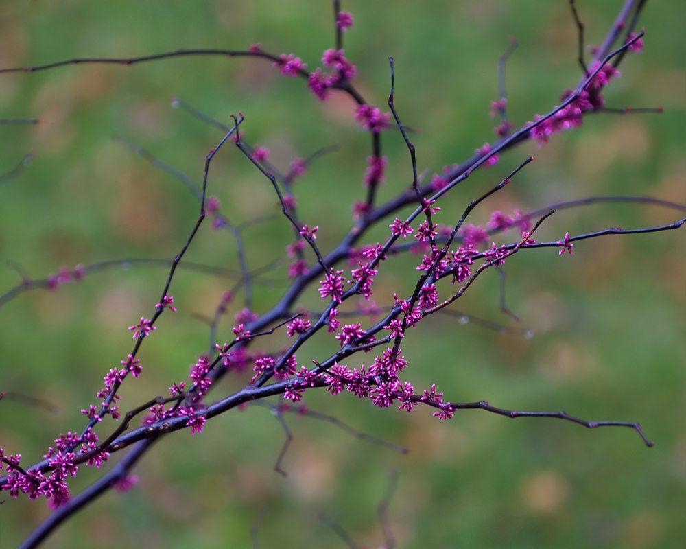 forest pansy redbud