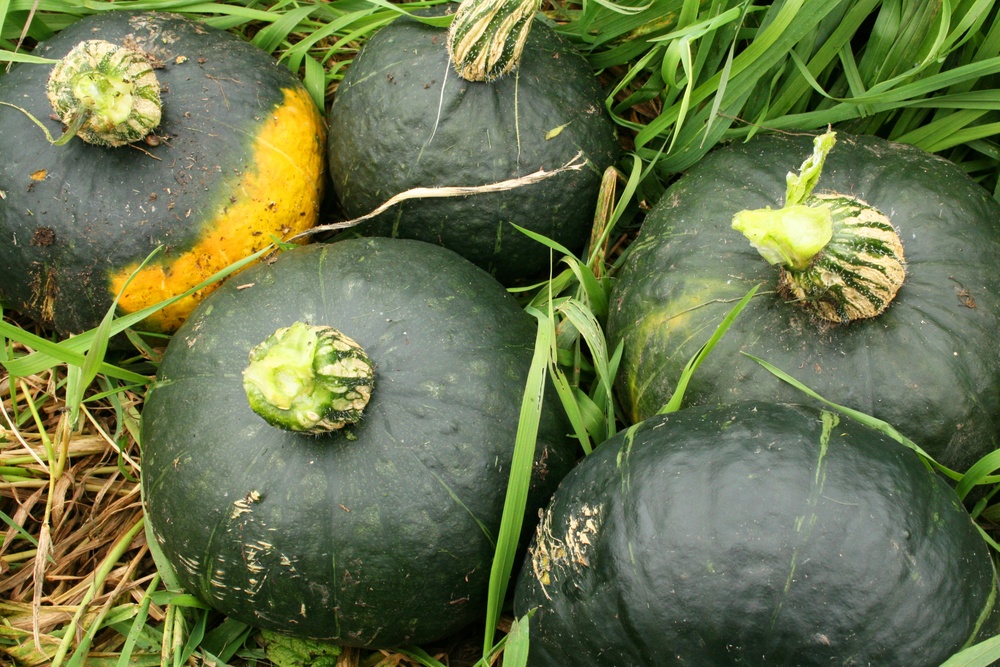 buttercup squash