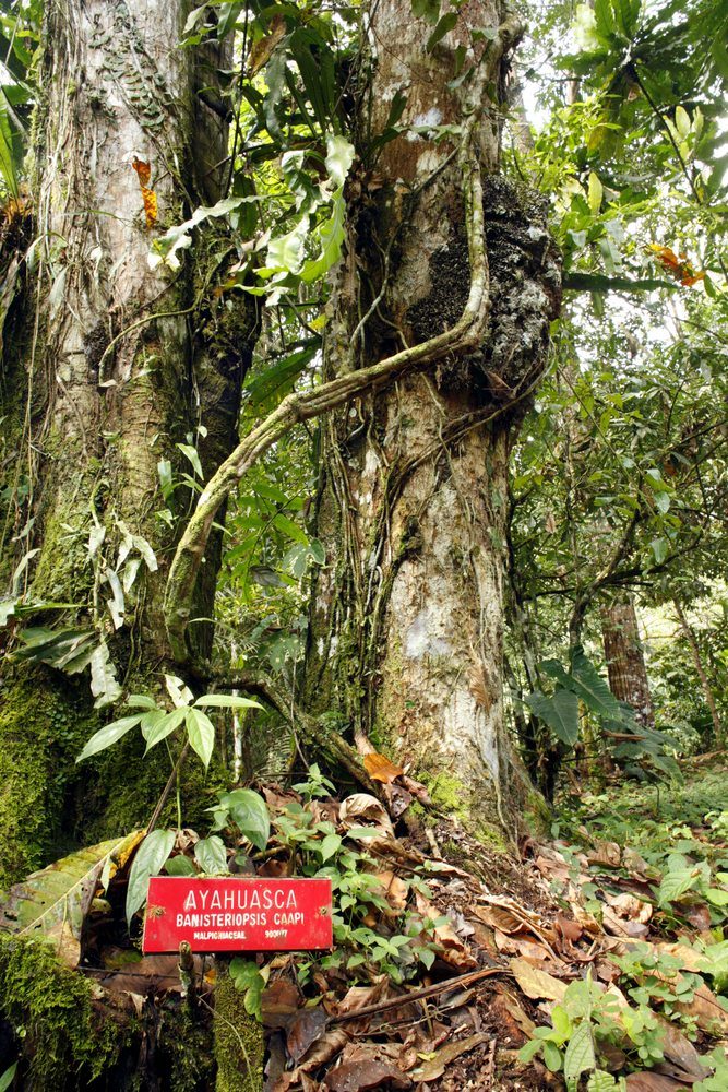 shutterstock_4687492 | Food For Net Ayahuasca