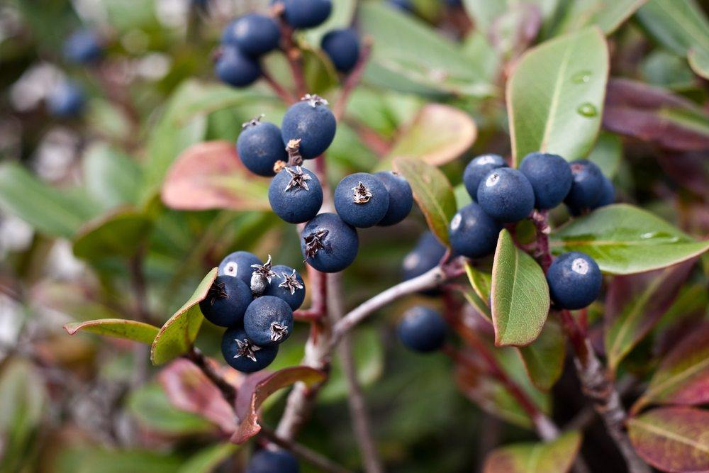 Dark colored crowberries growing on a bush