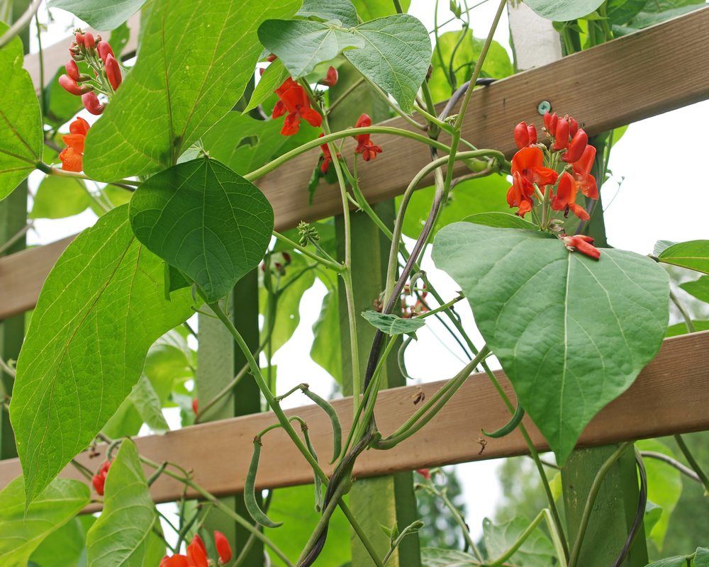 scarlet runner bean flower