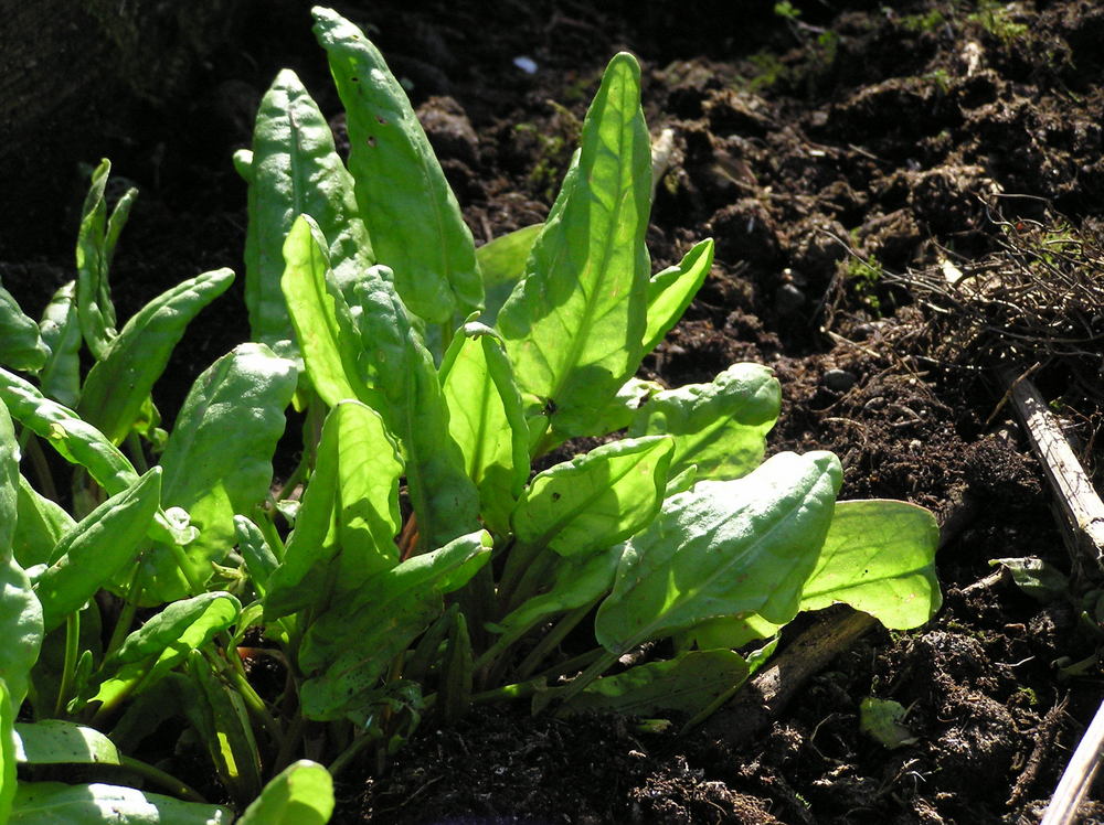 french sorrel