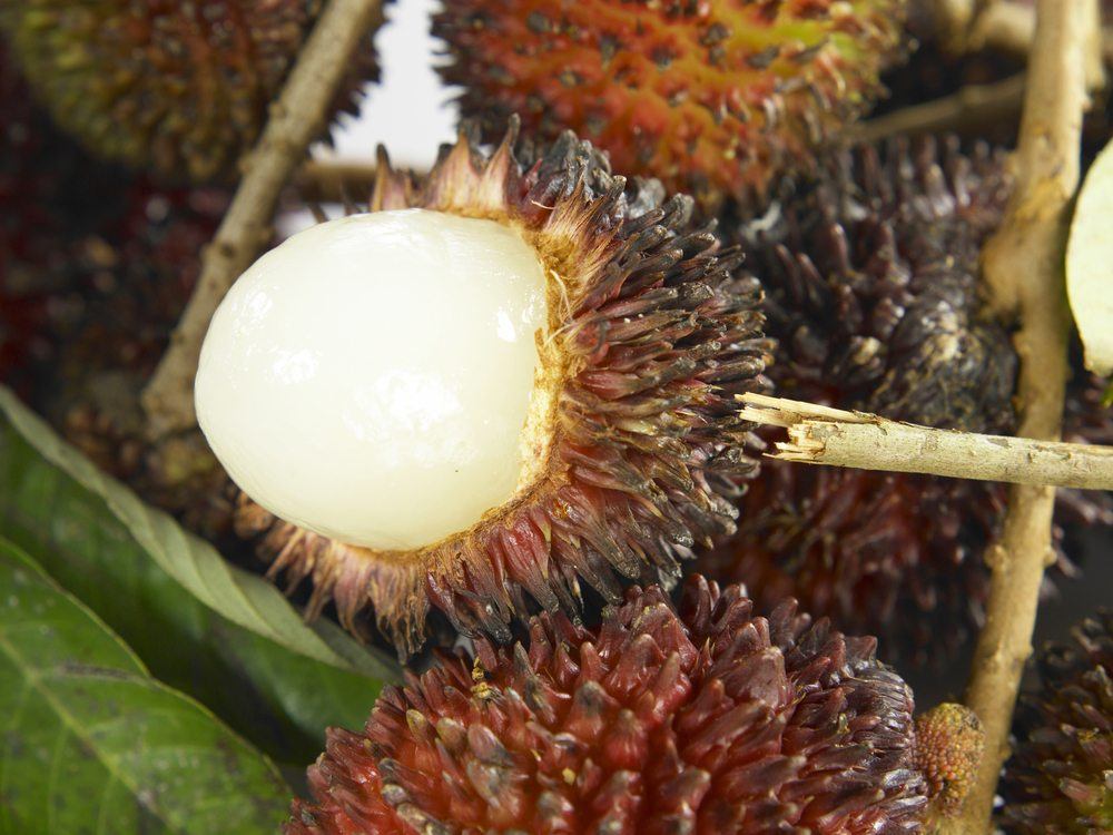 A brown fruit called pulasan growing on a tree, where the white flesh inside one of the fruits can be clearly seen