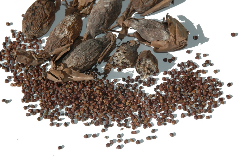 grains of paradise | Food For Net grains of paradise