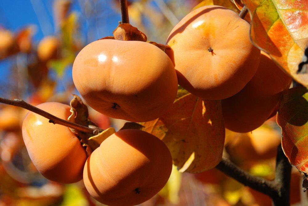 A selection of orange fuyu persimmons growing on a vine.