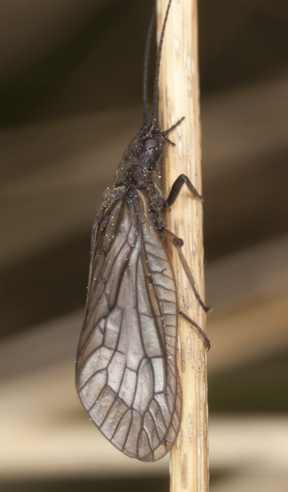 alderflies