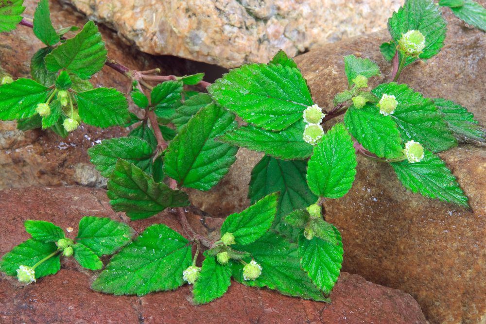 aztec sweet herb