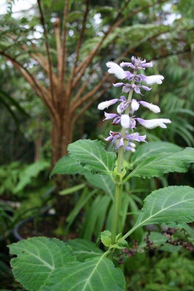 salvia diviners sage growing outside with a single purple flower