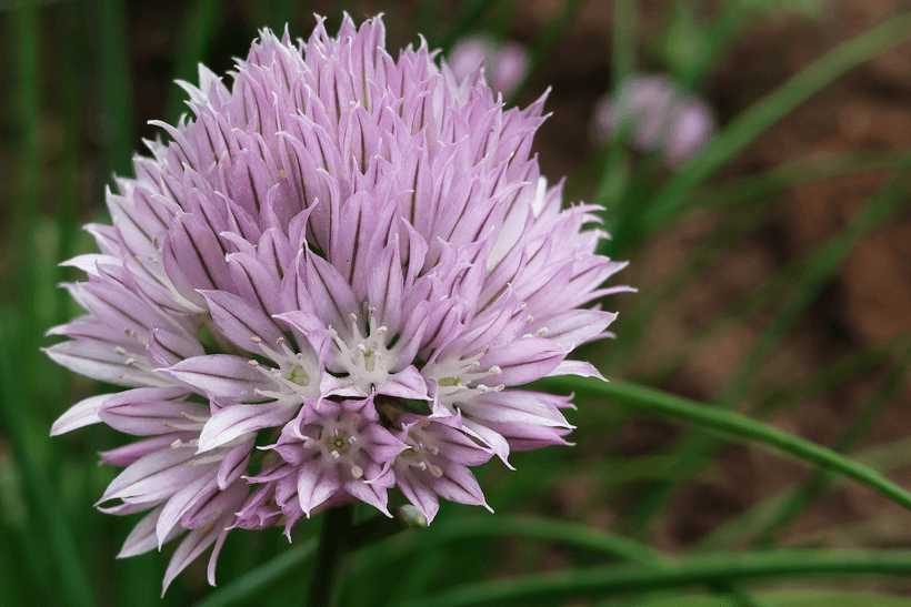 siberian chive