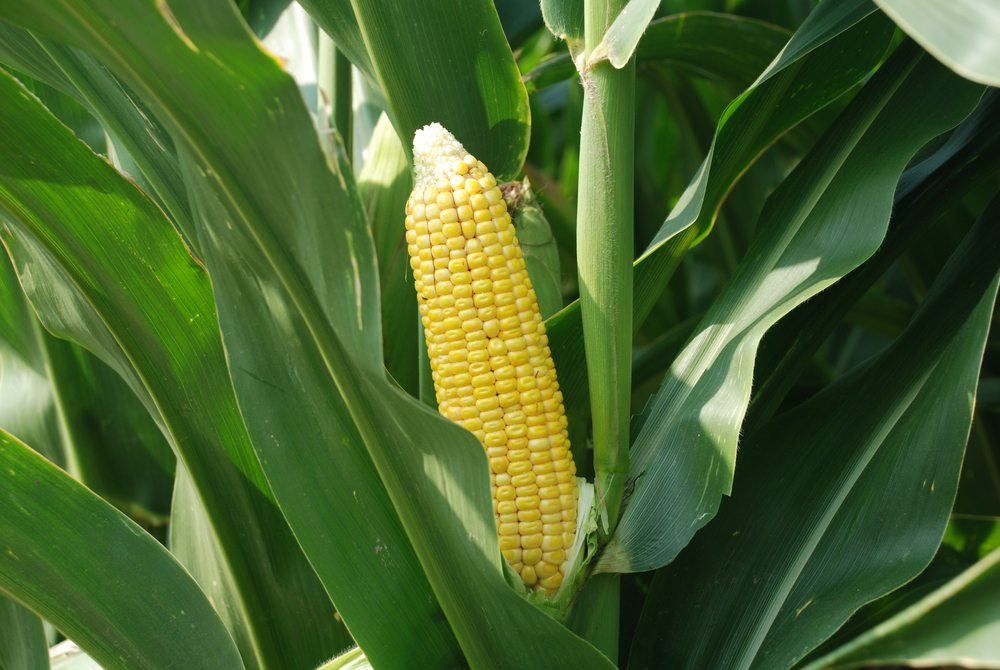 corn