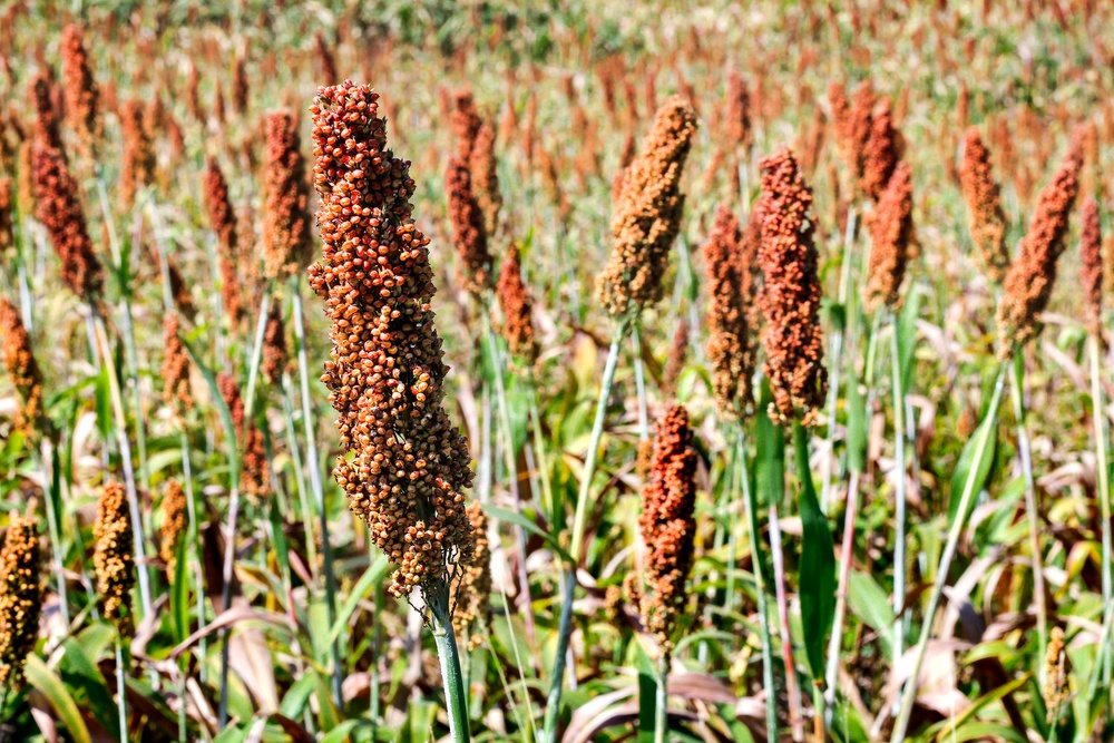 sorghum