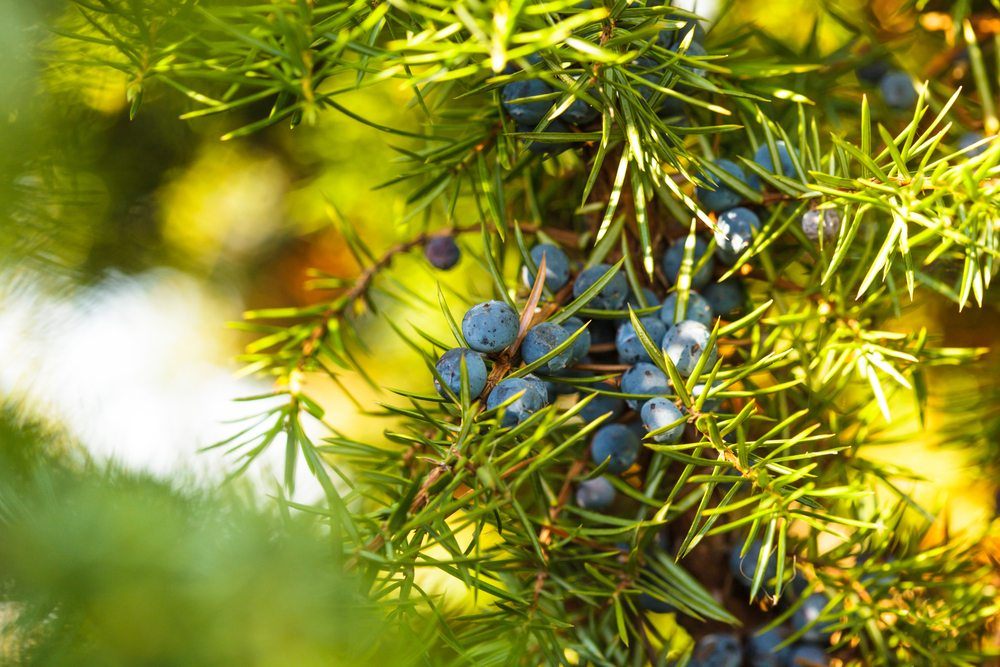 juniper berries