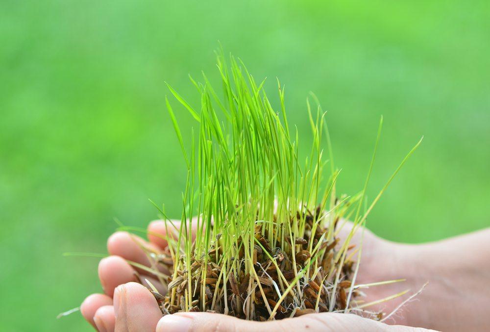 rice plant