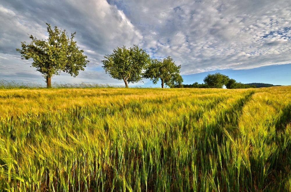 rye field