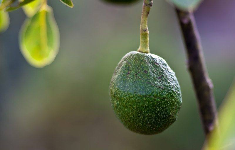 avocado tree