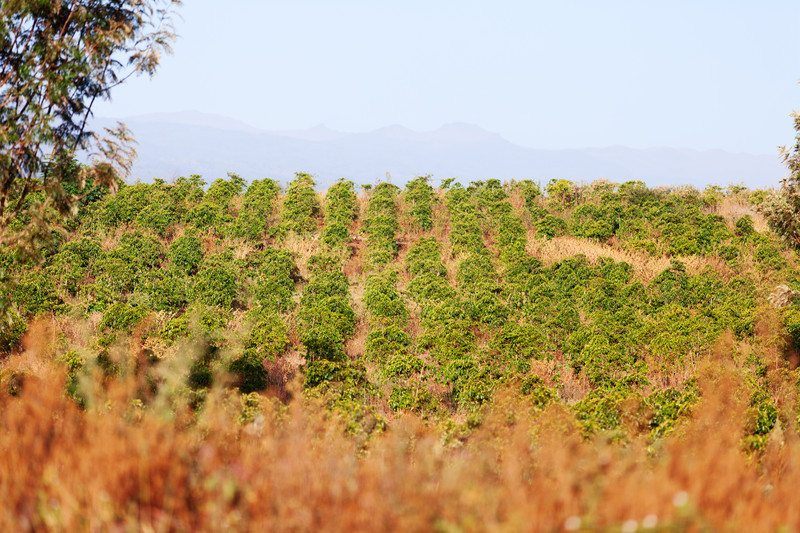 African Coffee Plantation