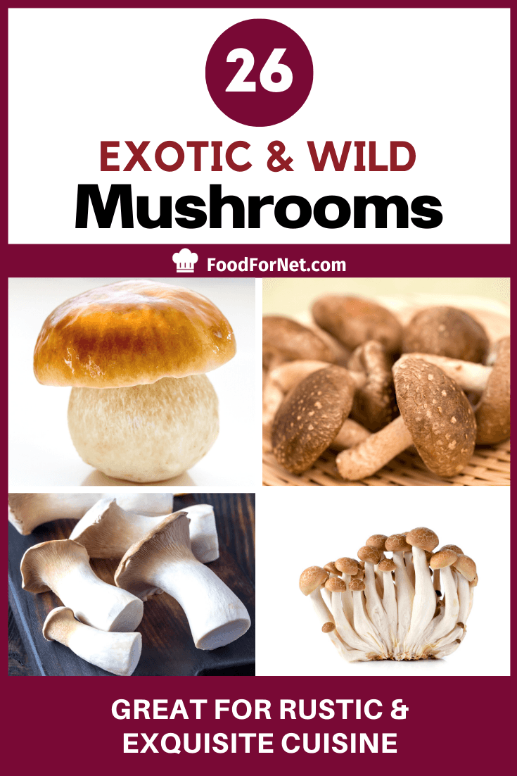 four varieties of exotic mushrooms you can eat