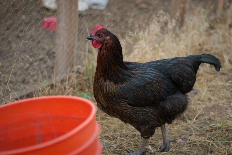 A Black Star chicken next to a red bucket