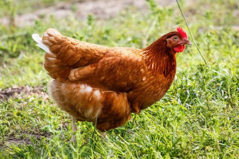 A Golden Comet chicken walking across grass