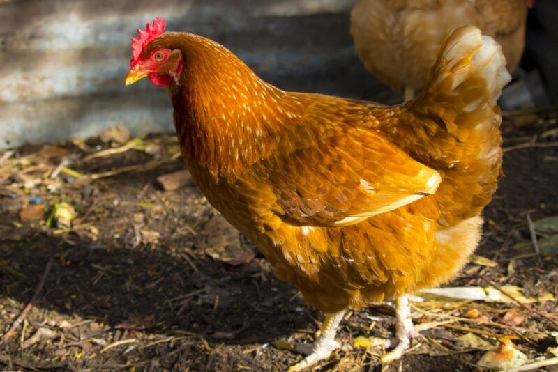 A golden Isa Brown chicken on brown soil