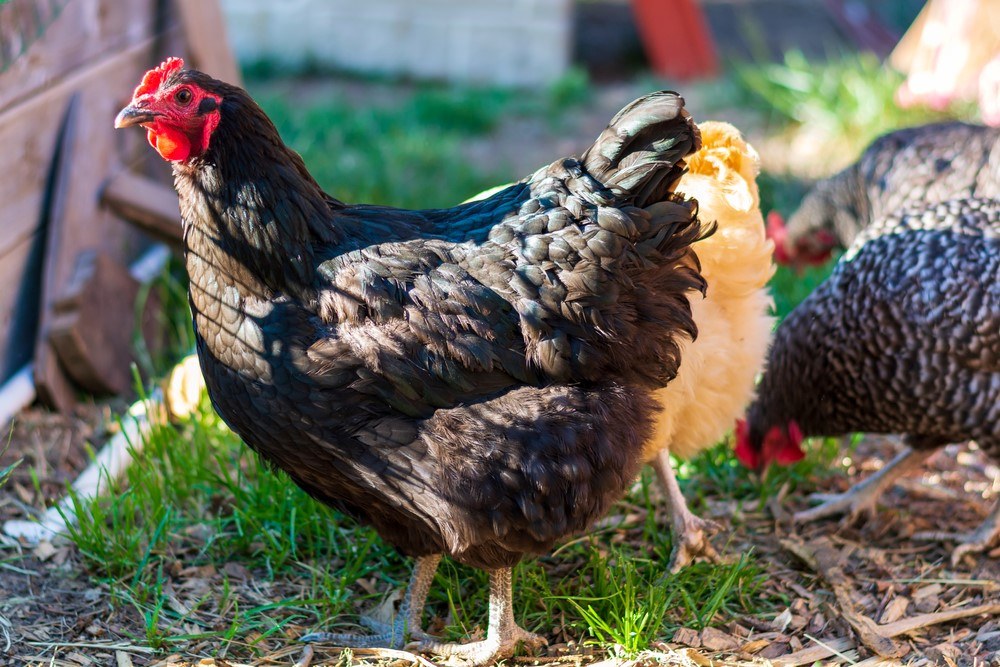 22 Best Meat Chickens You Can Raise Yourself Food For Net