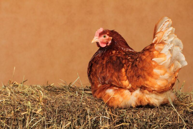 A single Lohmann Brown chicken roosting on straw