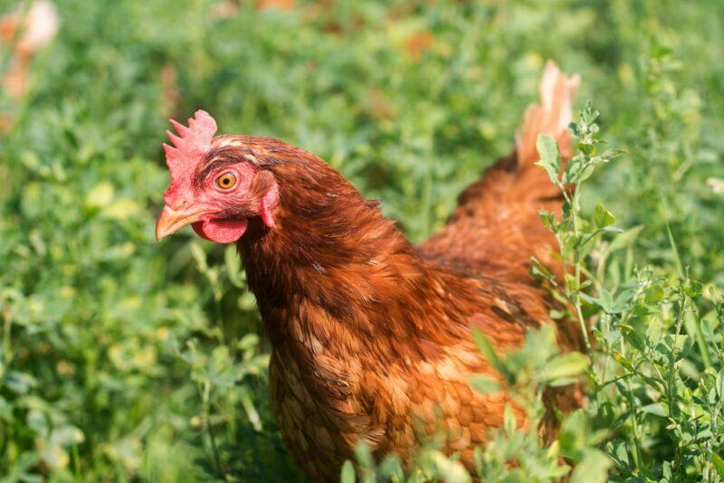 A brown Red Star chicken in the middle of greenery