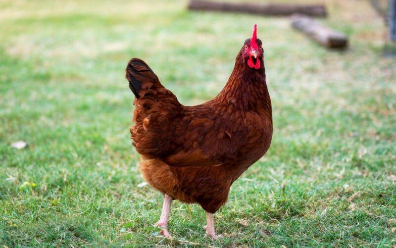 A Rhode Island Red chicken walking across grass