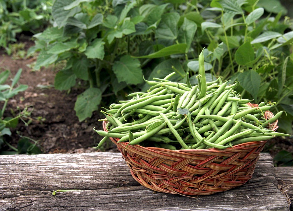 Are Green Beans Good For You? Food For Net