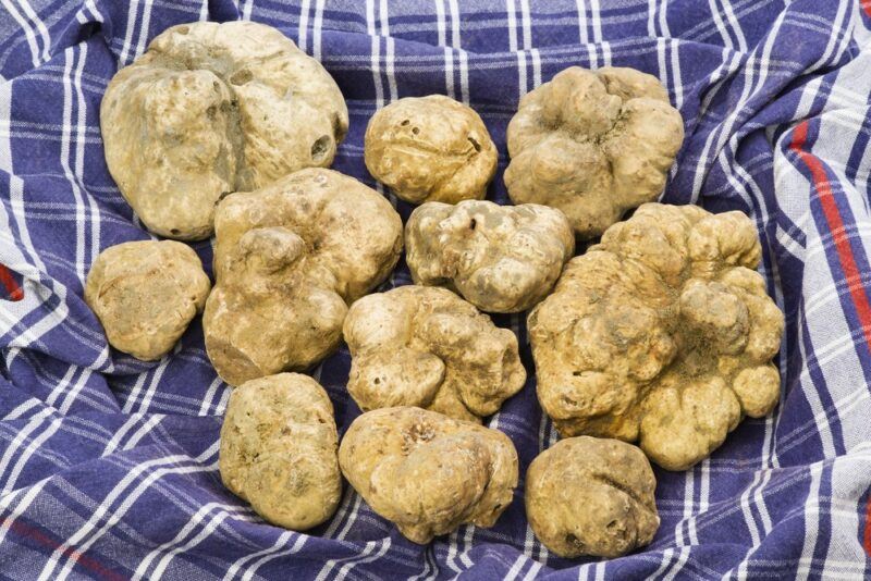 A blue and white cloth with a collection of white truffles