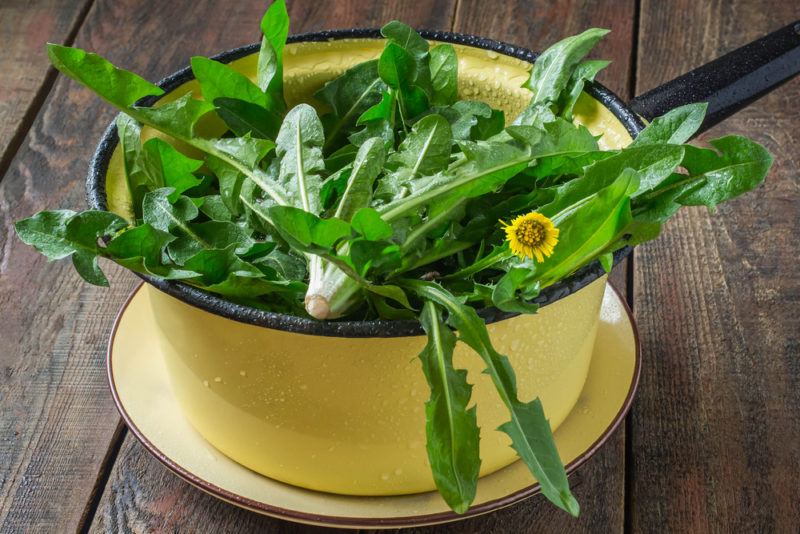 A yellow bowl fillwed with dandelion greens and one flower