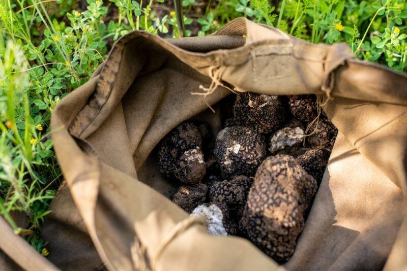 A brown bag filled with black truffles next to grass