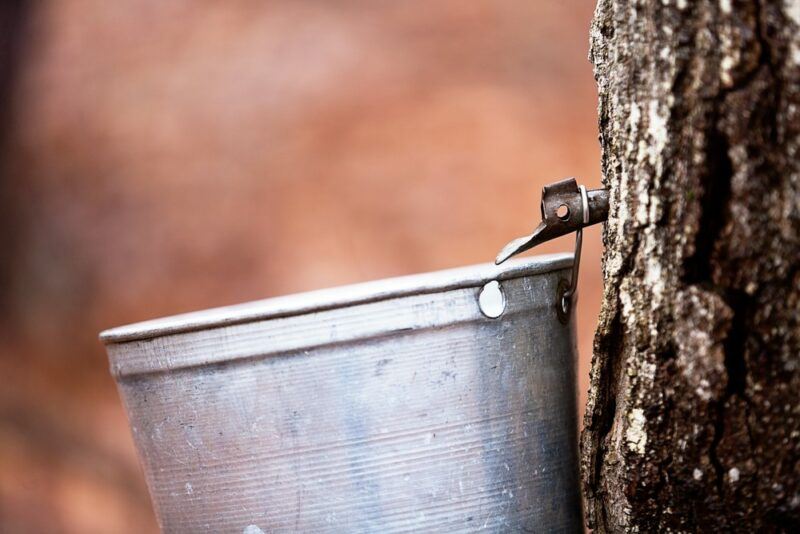 A tree with a metal bucket attached