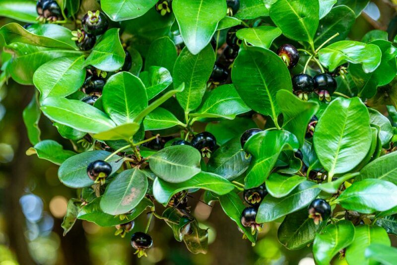 A bright green bush with a collection of purple grumichama fruits