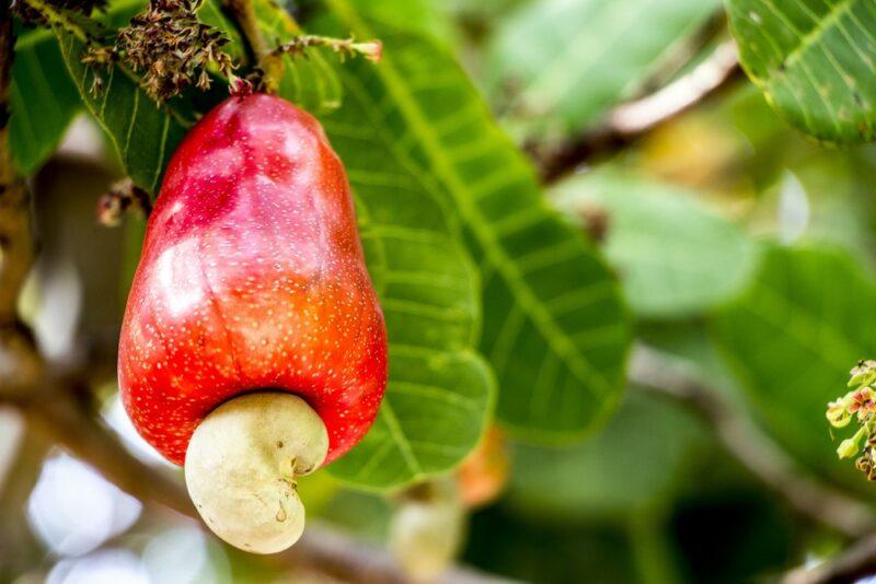 A single cashew growing on a fruit on a tree outside